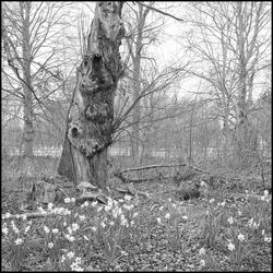 Bare trees on field in forest