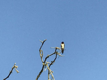 Low angle view of bird perching on tree against clear blue sky