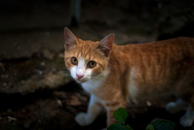 Portrait of ginger cat sitting outdoors