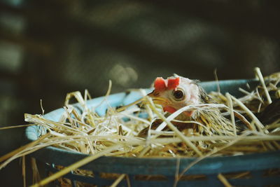 Dwarf chicken in nest in the farm
