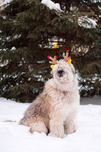 South russian shepherd dog is wearing deer horns on a background of big fir tree in a winter park. 