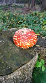 Close-up of fly agaric mushroom