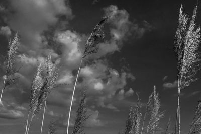 Low angle view of cloudy sky