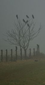 Bare trees on landscape against sky