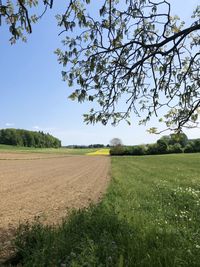 Scenic view of field against clear sky