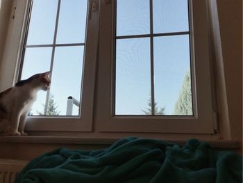 Cat looking through window