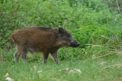 Side view of an animal on field