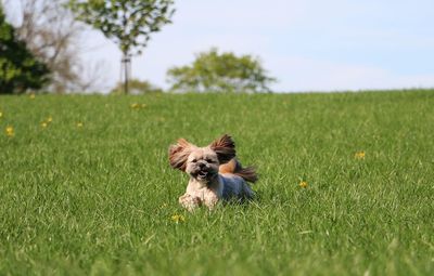 Dog running on grass