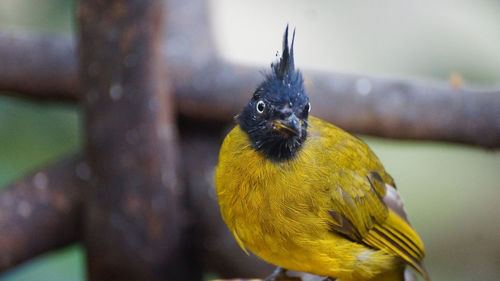 Close-up of parrot perching on branch