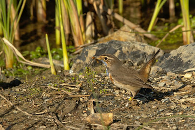 Close-up of bird perching on a field