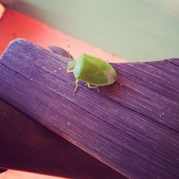 one animal, animal themes, wood - material, wildlife, leaf, insect, animals in the wild, green color, close-up, wooden, plank, selective focus, focus on foreground, nature, high angle view, no people, day, wood, leaf vein, outdoors