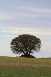 Tree on field against sky