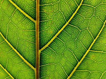 Full frame shot of leaf