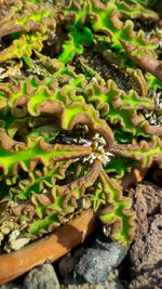 Close-up of insect on plant