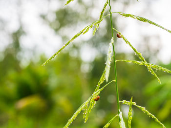 Close-up of insect on plant