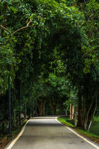 Road amidst trees in forest