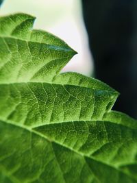 Macro shot of green leaves