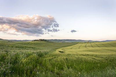 Scenic view of agricultural field against sky