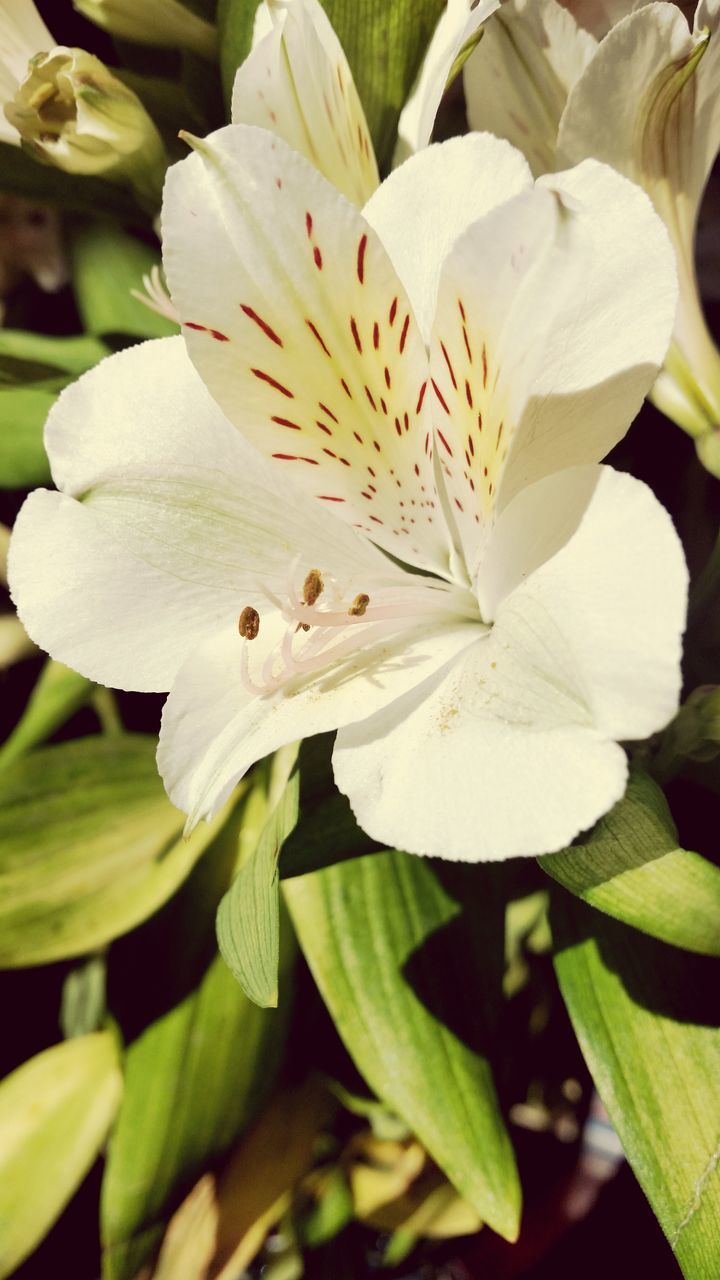 flower, petal, freshness, flower head, fragility, growth, white color, beauty in nature, close-up, pollen, blooming, stamen, single flower, nature, plant, in bloom, leaf, focus on foreground, blossom, outdoors