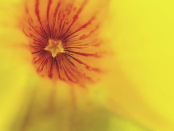 Close-up of yellow flower