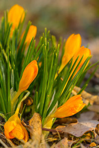 Crocus, crocuses or croci in pink, violet, blue, yellow etc.