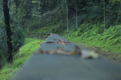 Road passing through forest