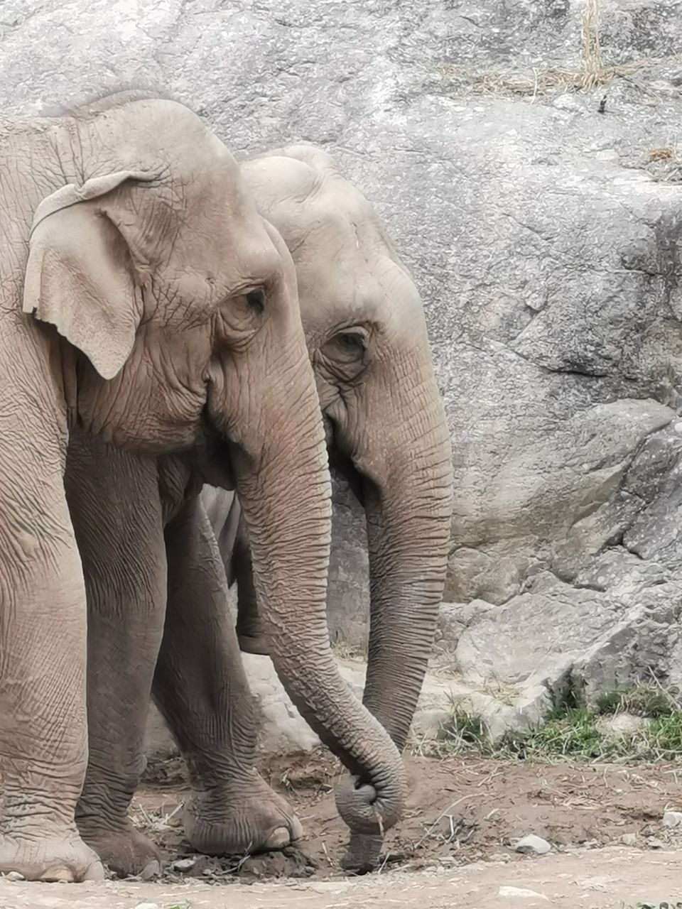 VIEW OF ELEPHANT IN SUNLIGHT