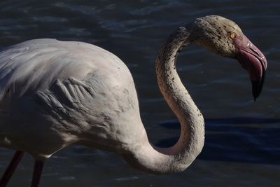 Close-up of swan in lake