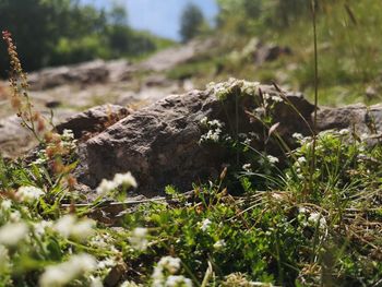 Close-up of moss growing on field