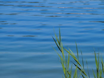 Close-up of grass on lake