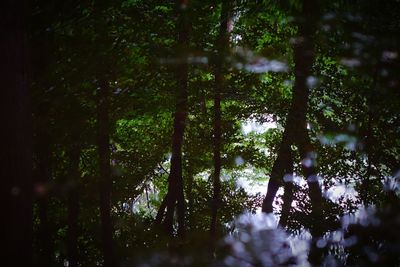 Trees in forest