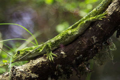 Close-up of lizard on tree