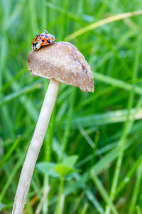 Close-up of mushroom