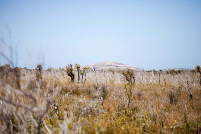 Plants on field against clear sky