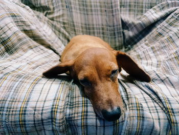 Close-up portrait of dog