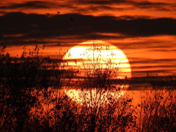 Silhouette plants against dramatic sky during sunset