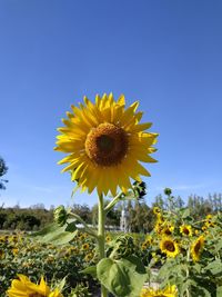 Close-up of fresh yellow flower against clear sky