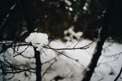 Close-up of snow on tree during winter