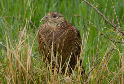 Close-up of bird perching on grass