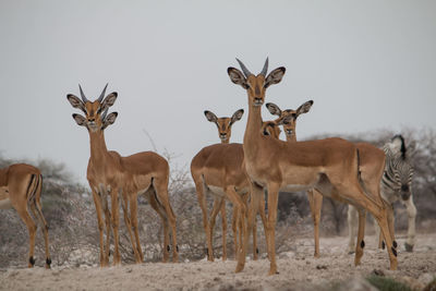 View of deer standing on land