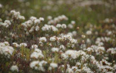 Close-up of white flowering plant on snow field