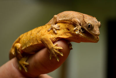 Close-up of a hand holding lizard