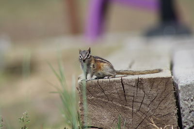 Close-up of squirrel on wood