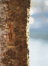 Close-up of wood against sea