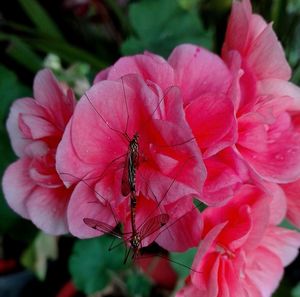 Close-up of pink rose flower