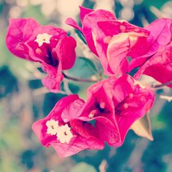 Close-up of pink flowers