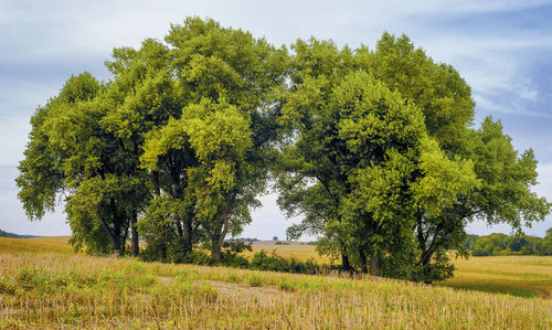 Trees on field against sky