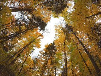 Low angle view of trees