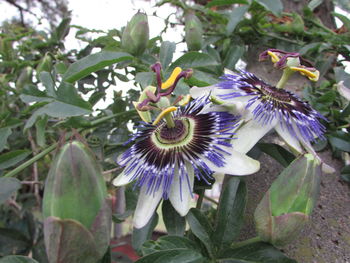 Close-up of fresh purple flowers blooming in garden