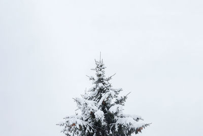 Pine tree against sky during winter
